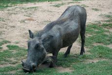 Warzenschwein (10 von 26).jpg